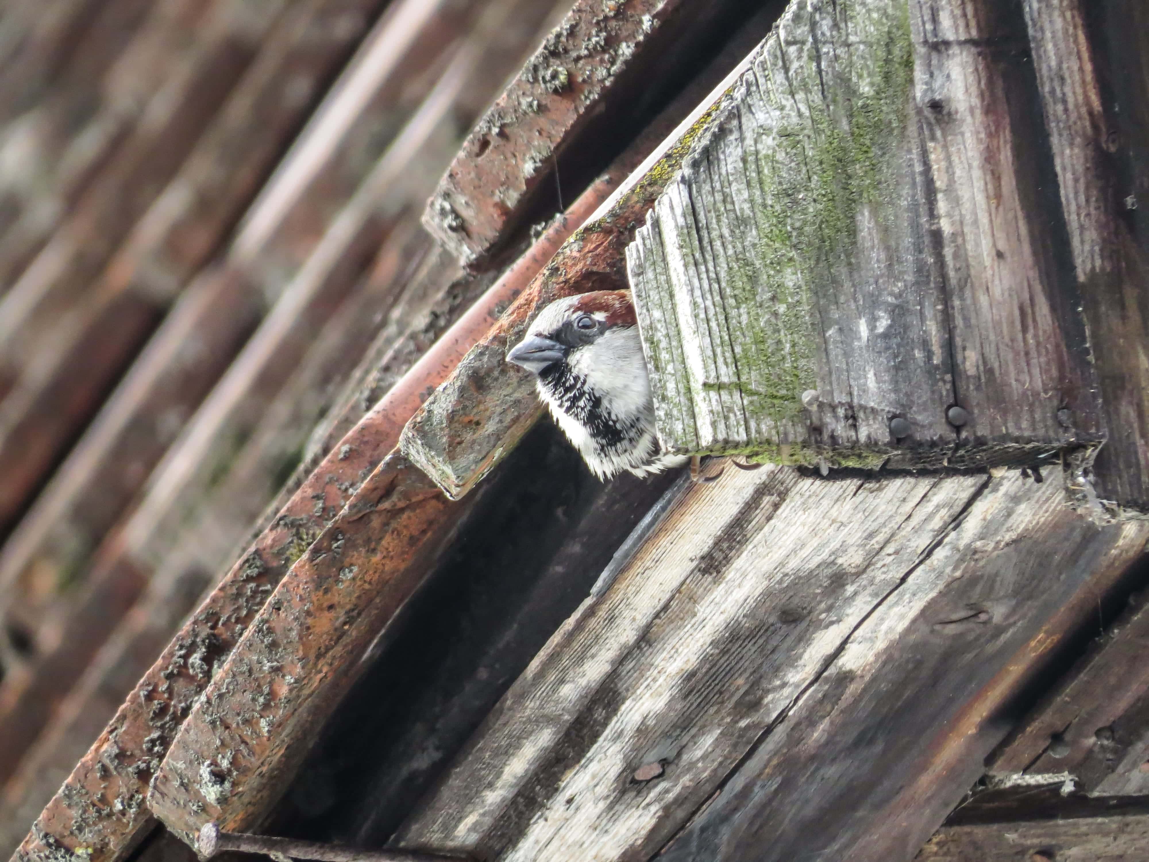 Spatz am Brutplatz | © Susanne Rieck